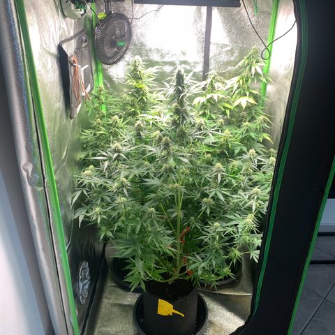 LSD Automatic BF growlog timeline photo