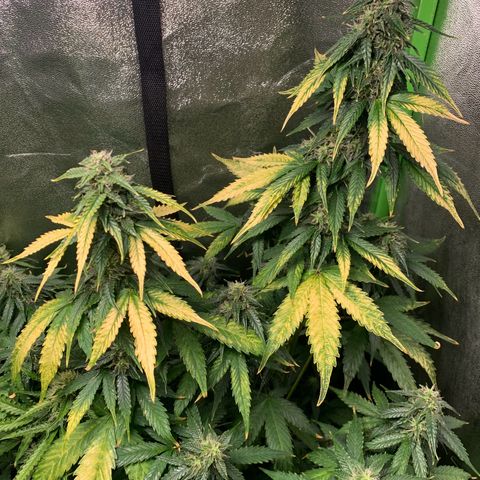 LSD Automatic BF growlog timeline photo