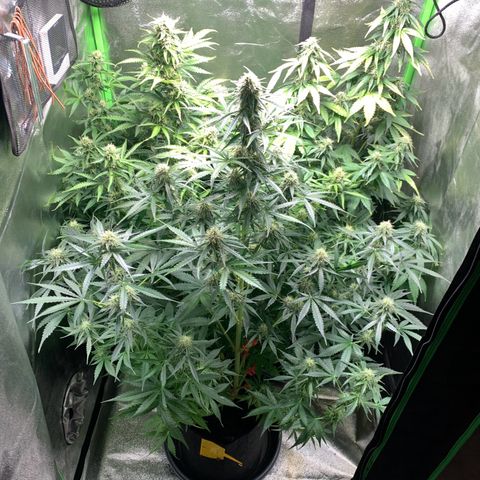 LSD Automatic BF growlog timeline photo