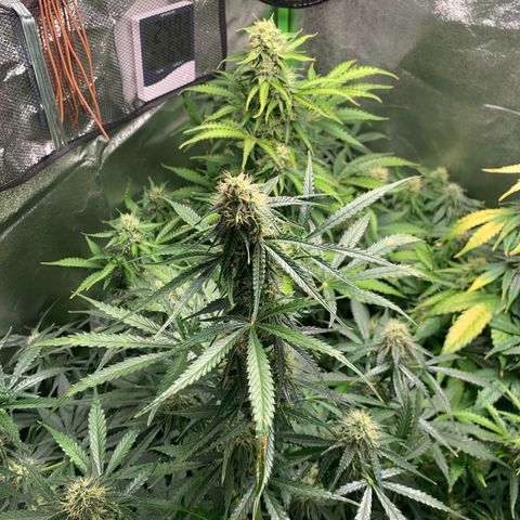 LSD Automatic BF growlog timeline photo