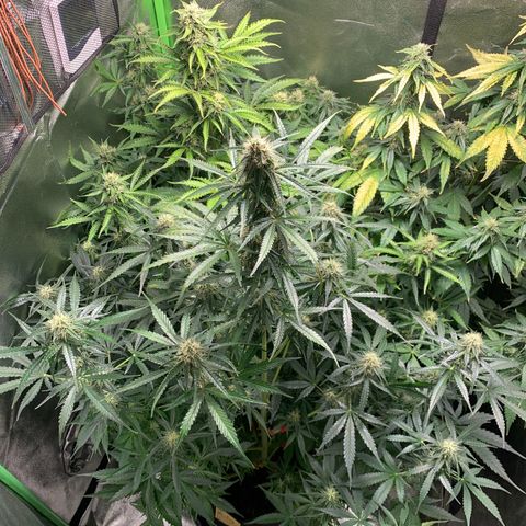 LSD Automatic BF growlog timeline photo
