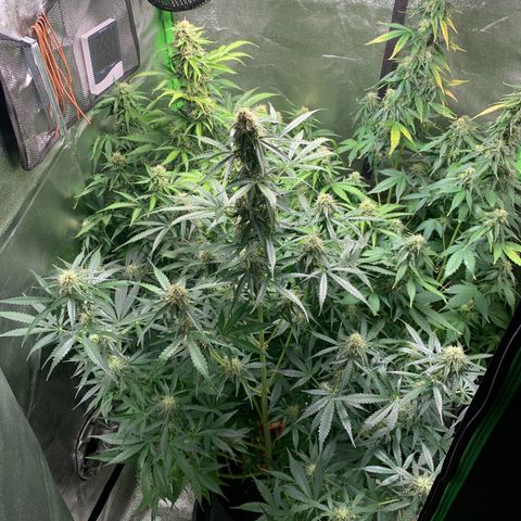 LSD Automatic BF growlog timeline photo