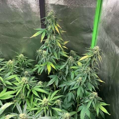 LSD Automatic BF growlog timeline photo