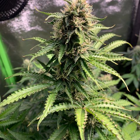 LSD Automatic BF growlog timeline photo