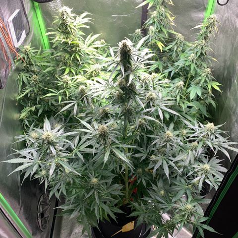LSD Automatic BF growlog timeline photo