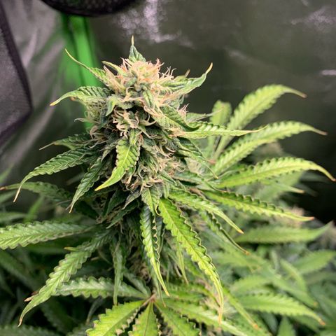 LSD Automatic BF growlog timeline photo