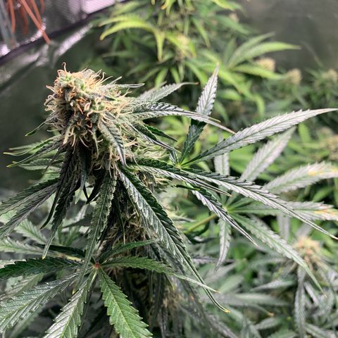 LSD Automatic BF growlog timeline photo