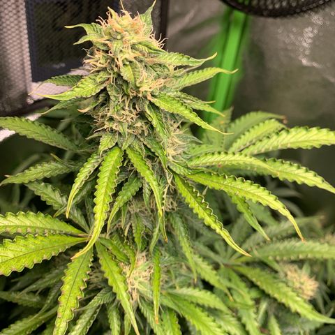 LSD Automatic BF growlog timeline photo