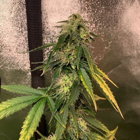 LSD Automatic BF growlog timeline photo