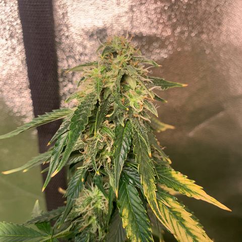 LSD Automatic BF growlog timeline photo
