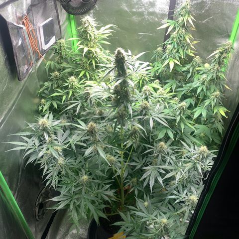 LSD Automatic BF growlog timeline photo
