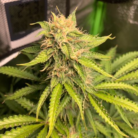 LSD Automatic BF growlog timeline photo