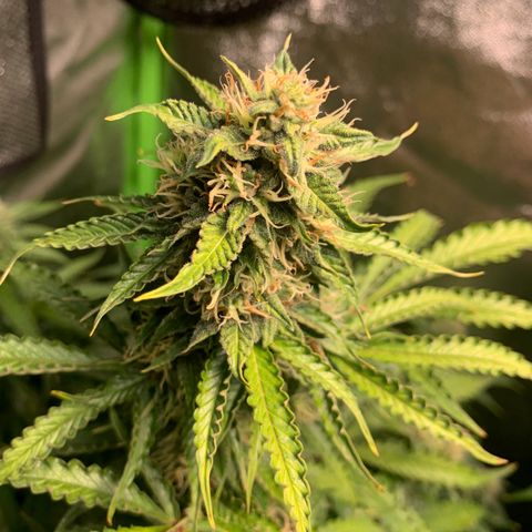 LSD Automatic BF growlog timeline photo