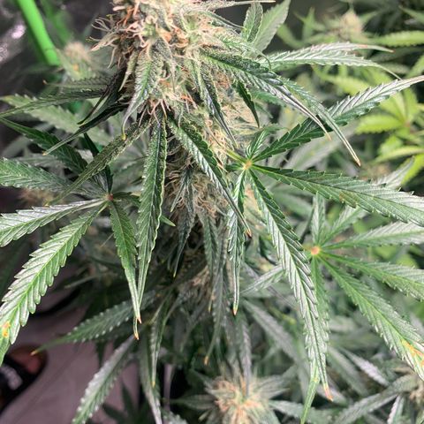 LSD Automatic BF growlog timeline photo
