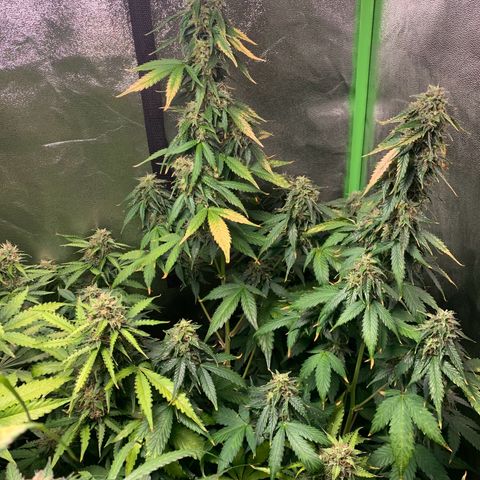 LSD Automatic BF growlog timeline photo