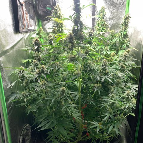 LSD Automatic BF growlog timeline photo
