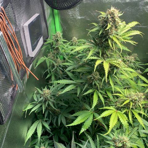 LSD Automatic BF growlog timeline photo