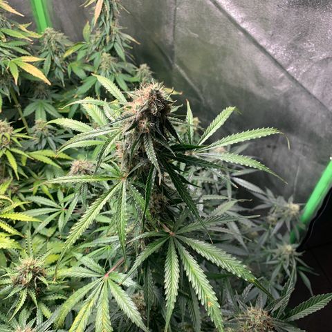 LSD Automatic BF growlog timeline photo