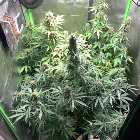 LSD Automatic BF growlog timeline photo