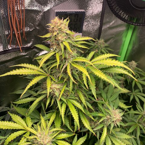 LSD Automatic BF growlog timeline photo
