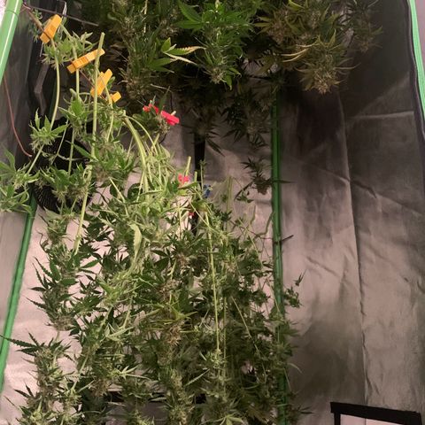 LSD Automatic BF growlog timeline photo