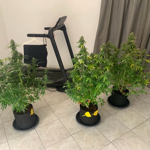 LSD Automatic BF growlog timeline photo