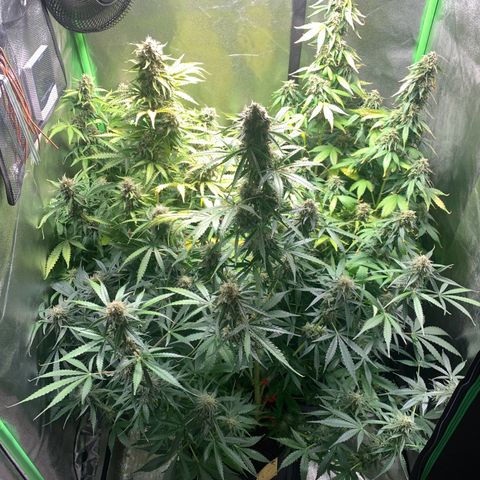 LSD Automatic BF growlog timeline photo