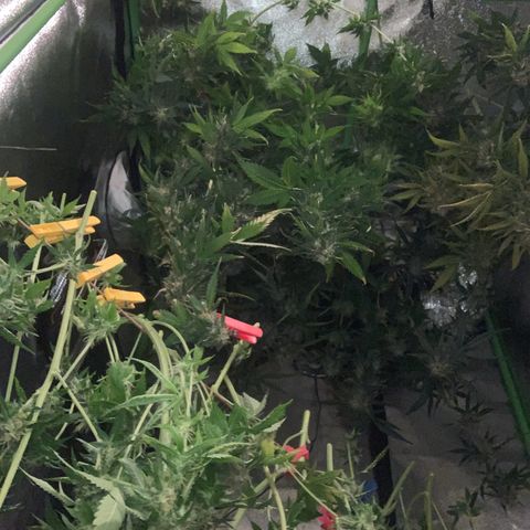 LSD Automatic BF growlog timeline photo