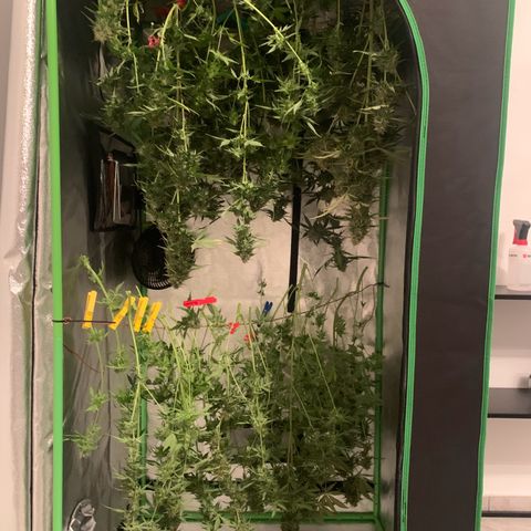 LSD Automatic BF growlog timeline photo