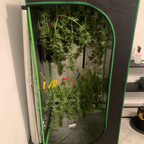 LSD Automatic BF growlog timeline photo