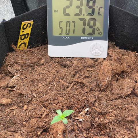 Strawberry Cheescake Auto growlog photo: RLF 80%
Temp. 24 *C
VPD 0.6