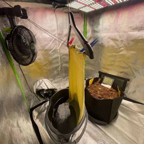 Strawberry Cheescake Auto growlog photo: RLF 80%
Temp. 24 *C
VPD 0.6