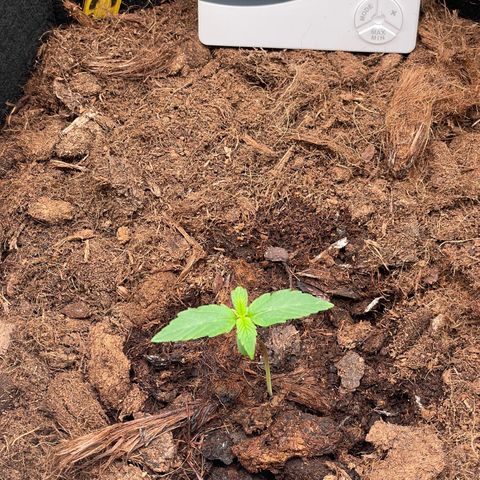Strawberry Cheescake Auto growlog timeline photo