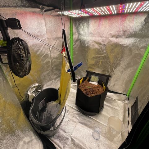 Strawberry Cheescake Auto growlog timeline photo