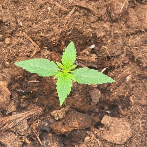 Strawberry Cheescake Auto growlog timeline photo