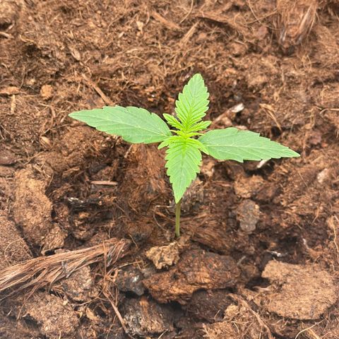 Strawberry Cheescake Auto growlog timeline photo