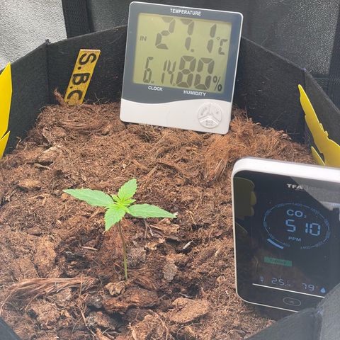 Strawberry Cheescake Auto growlog timeline photo