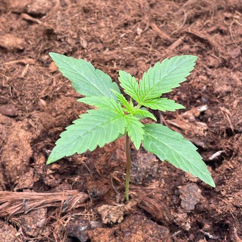 Strawberry Cheescake Auto growlog timeline photo