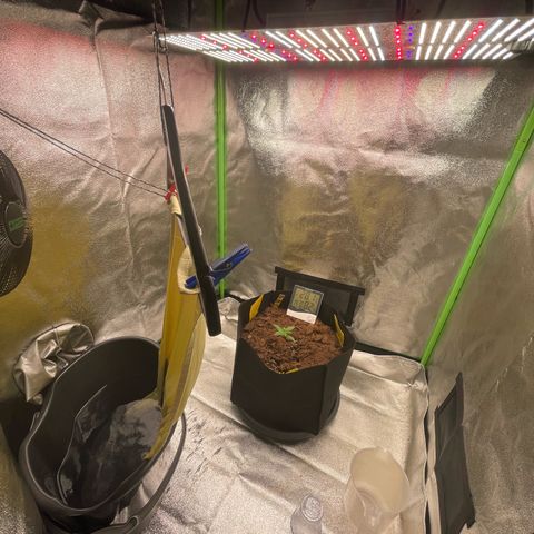Strawberry Cheescake Auto growlog timeline photo