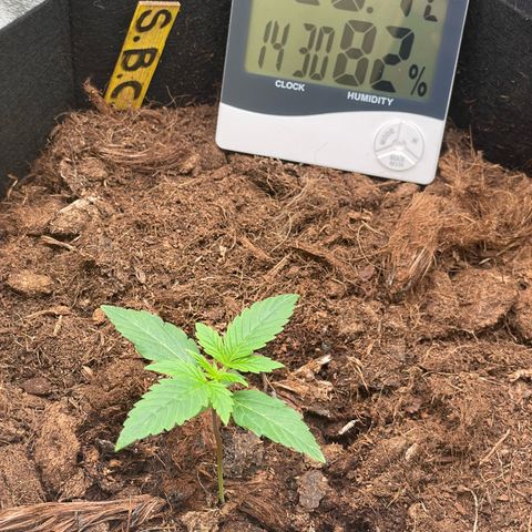 Strawberry Cheescake Auto growlog timeline photo