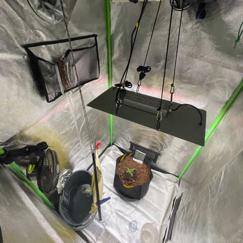 Strawberry Cheescake Auto growlog timeline photo