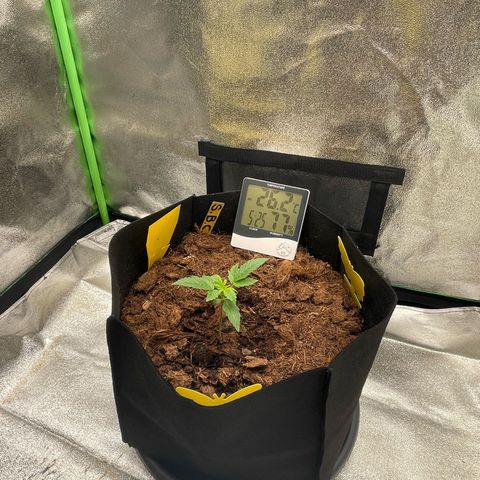 Strawberry Cheescake Auto growlog timeline photo
