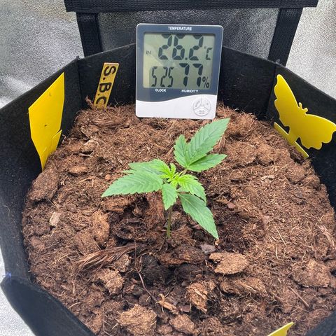 Strawberry Cheescake Auto growlog timeline photo