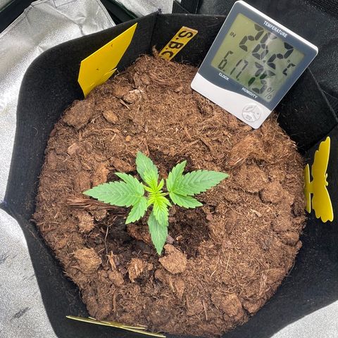 Strawberry Cheescake Auto growlog timeline photo