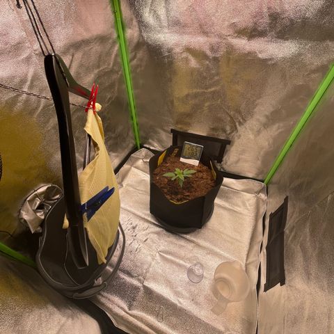 Strawberry Cheescake Auto growlog timeline photo
