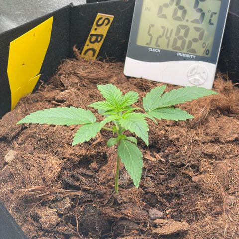 Strawberry Cheescake Auto growlog timeline photo