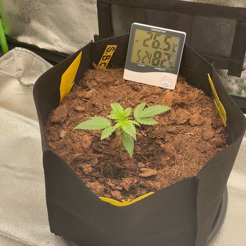 Strawberry Cheescake Auto growlog timeline photo