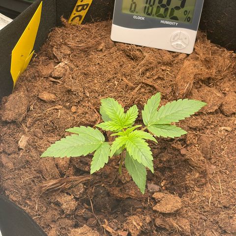 Strawberry Cheescake Auto growlog timeline photo