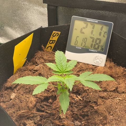 Strawberry Cheescake Auto growlog timeline photo