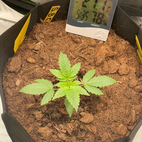 Strawberry Cheescake Auto growlog timeline photo